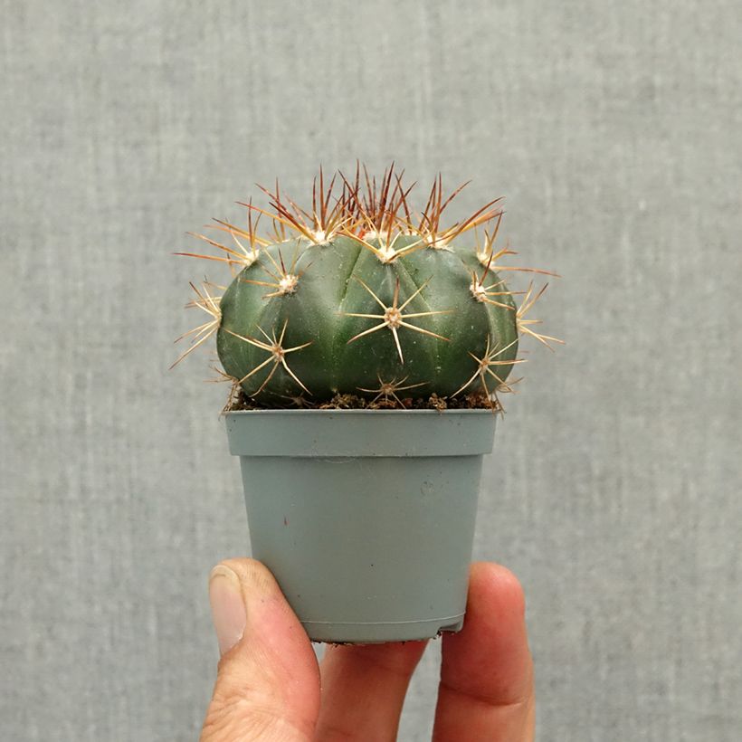 Spécimen de Melocactus azureus - Cactus melon Mini-plante tel que livré au printemps