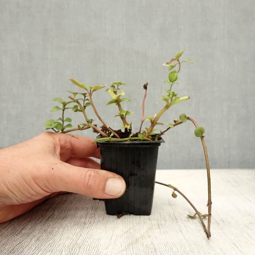 Spécimen de Menthe Bergamote - Mentha citrata Bergamote Godet de 8/9 cm tel que livré en automne