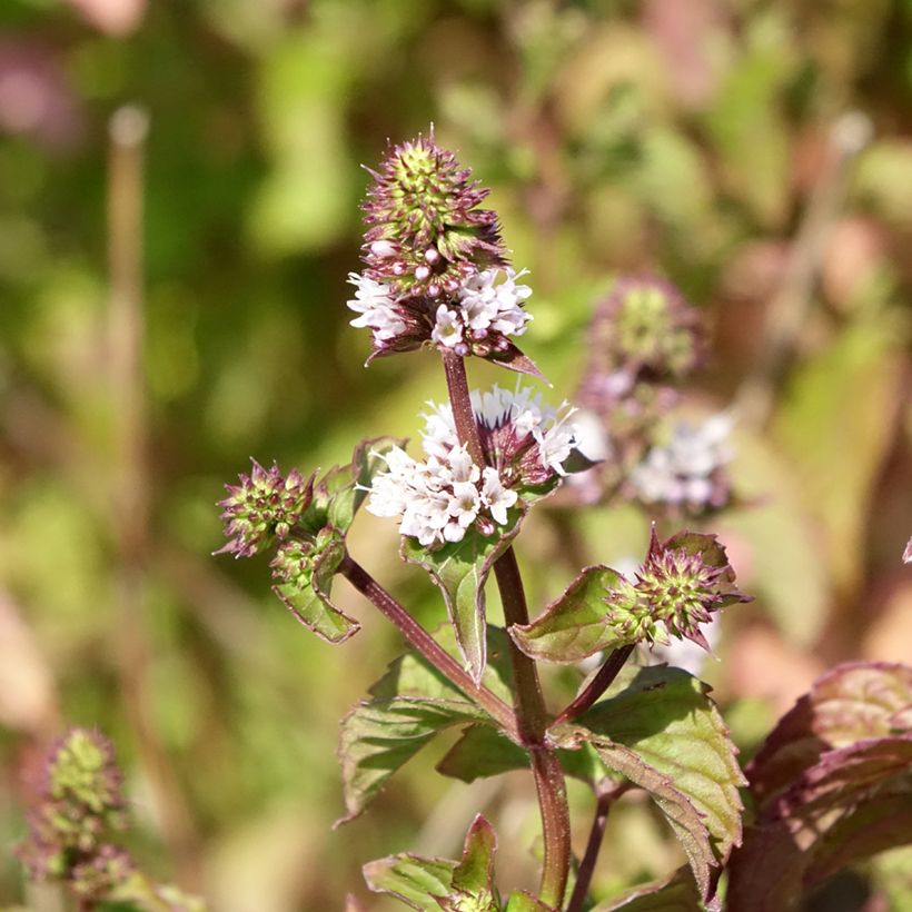 Menthe Bergamote BIO - Mentha citrata Bergamote (Floraison)