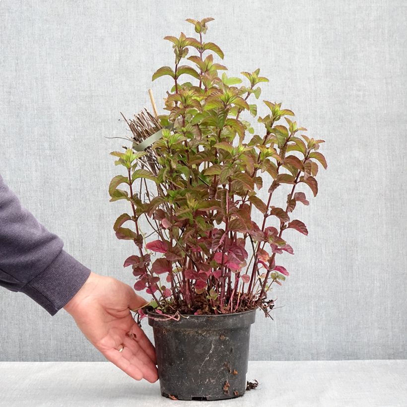 Spécimen de Menthe Bergamote BIO - Mentha citrata Bergamote Pot de 2L/3L tel que livré au printemps