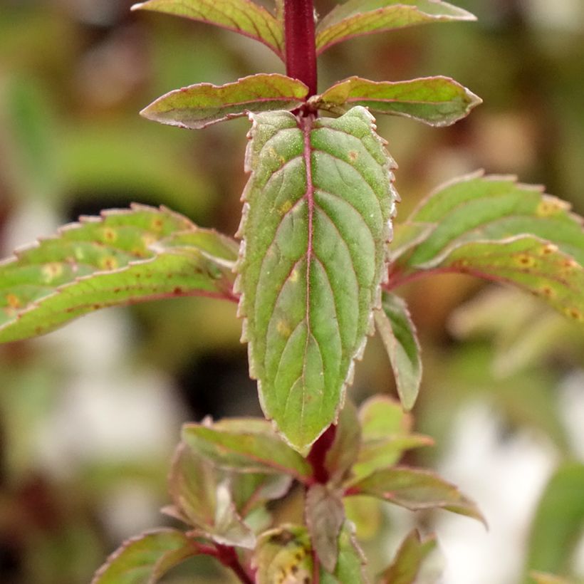 Menthe Bergamote - Mentha citrata Bergamote (Feuillage)