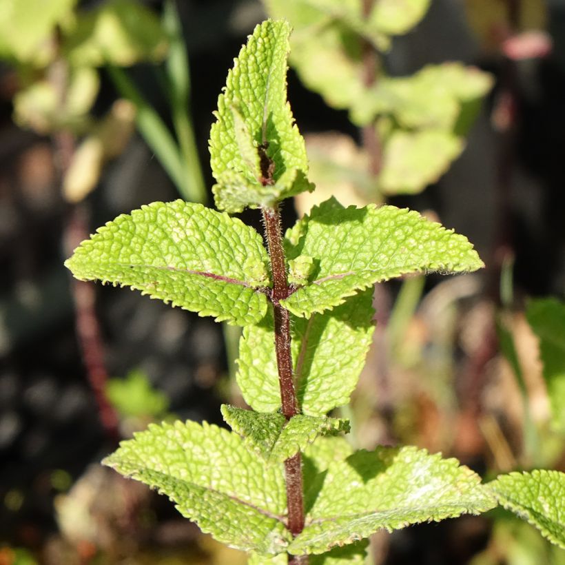 Menthe Chinoise BIO - Mentha  haplocalyx (Feuillage)