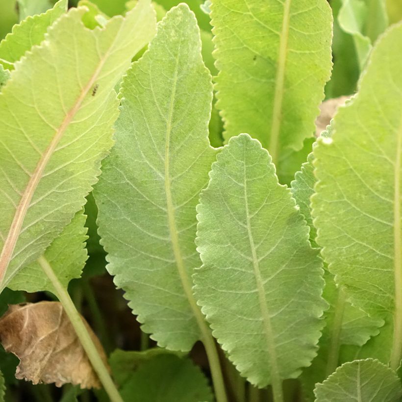 Menthe Coq - Tanacetum balsamita (Feuillage)