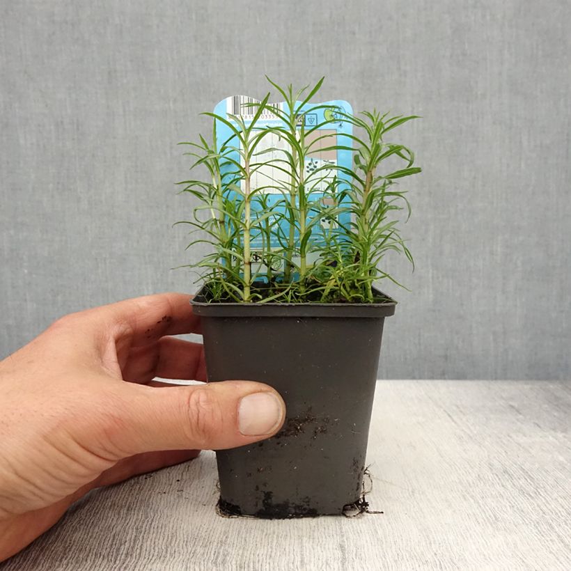 Example of Menthe des cerfs - Mentha ou Preslia cervina Alba Godet de 8/9 cm as you get in printemps