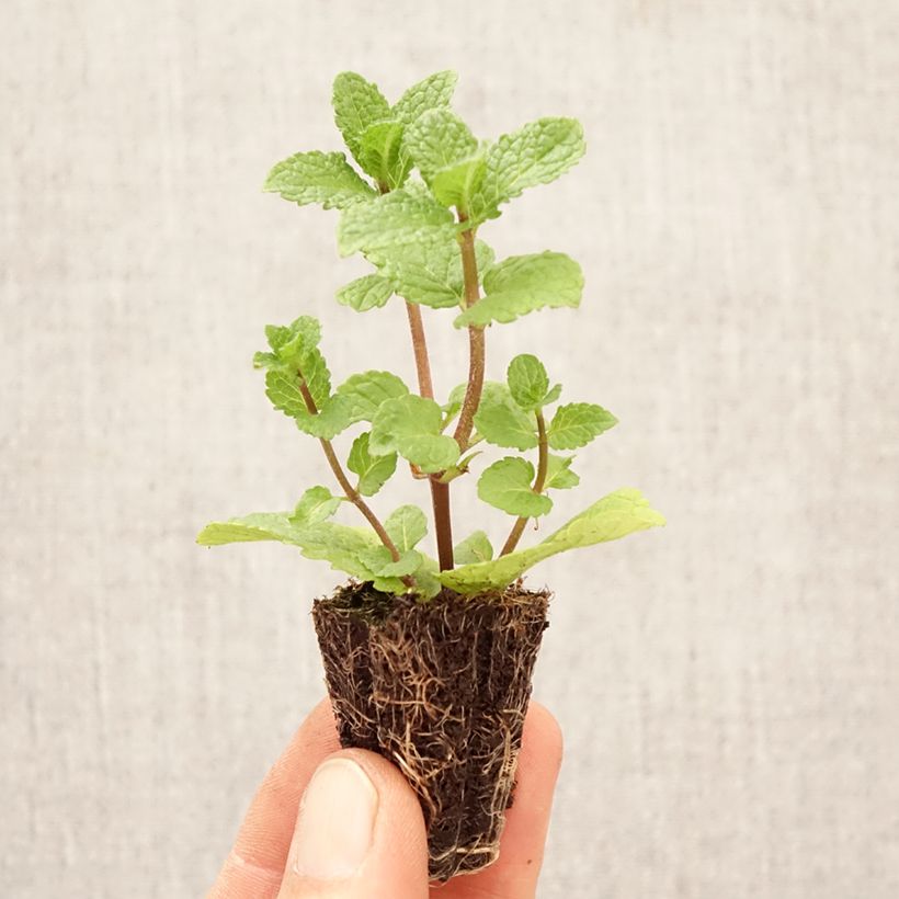 Spécimen de Menthe espagnole - Mentha spicata Spanish Mini-motte Ø 1,5/2,5 cm tel que livré au printemps