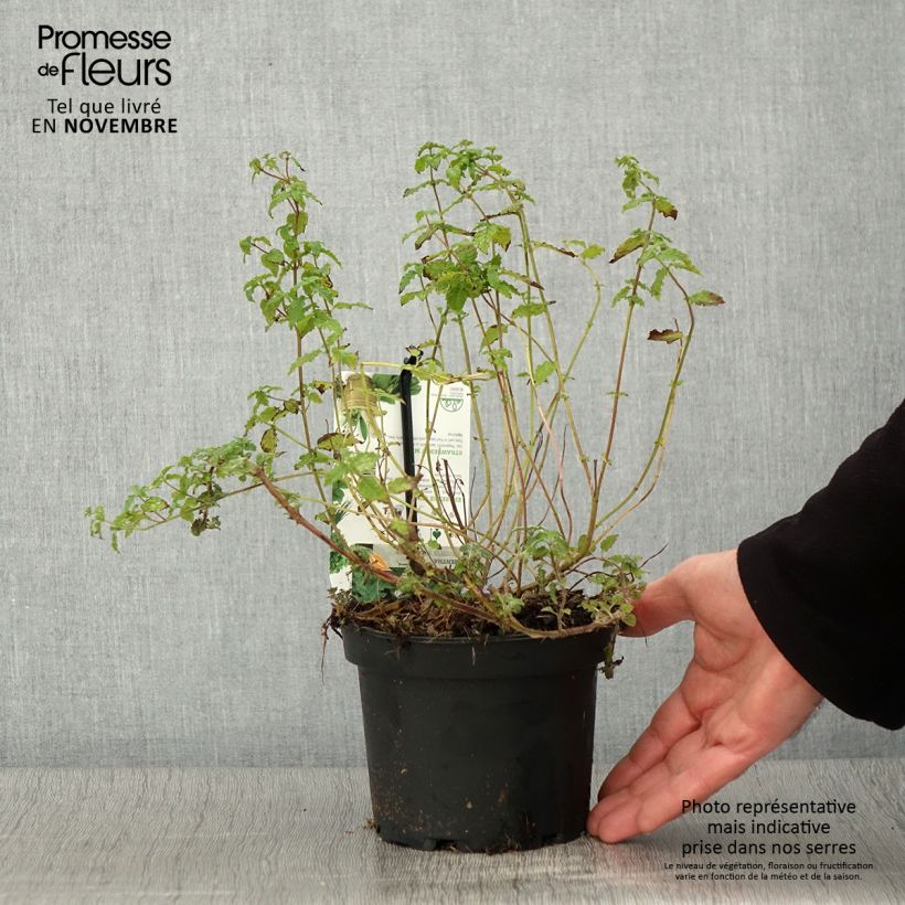Spécimen de Menthe Fraise - Mentha spicata Strawberry Pot de 1,5L/2L tel que livré en automne