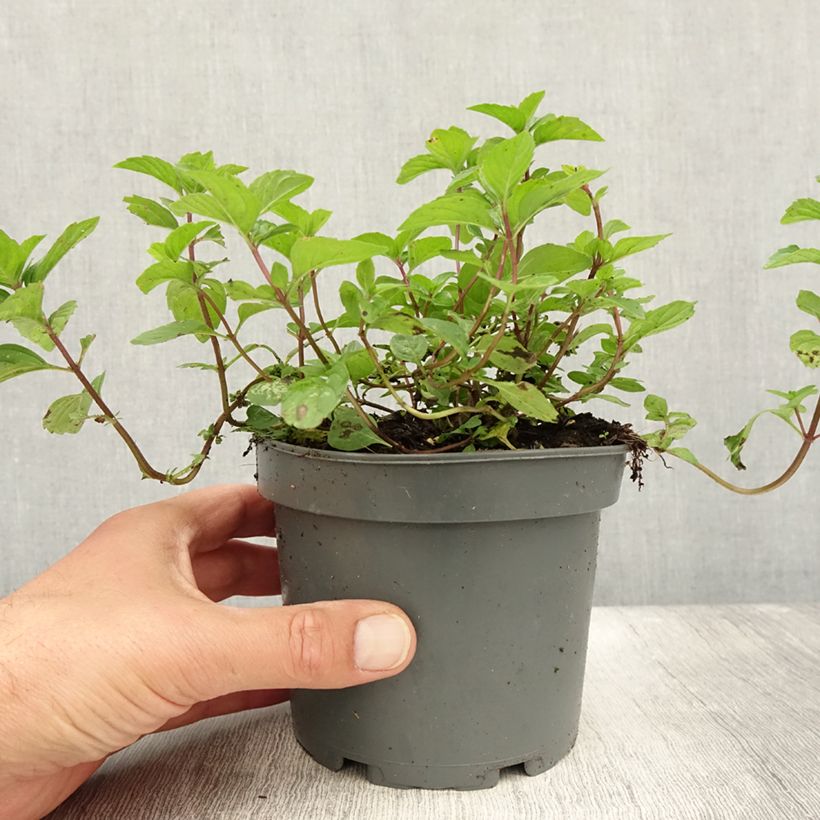 Spécimen de Menthe Gingembre - Mentha piperita Ginger Pot de 1,5L/2L tel que livré en été