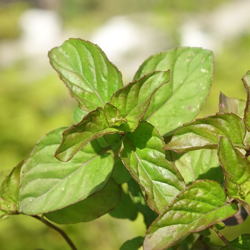 Menthe Goût d'Orange BIO - Mentha citrata Goût d'Orange (Feuillage)