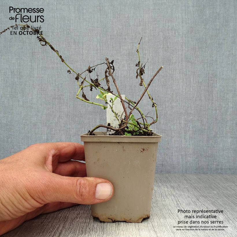 Spécimen de Menthe panachée - Mentha suaveolens Variegata Godet de 8/9 cm tel que livré en automne
