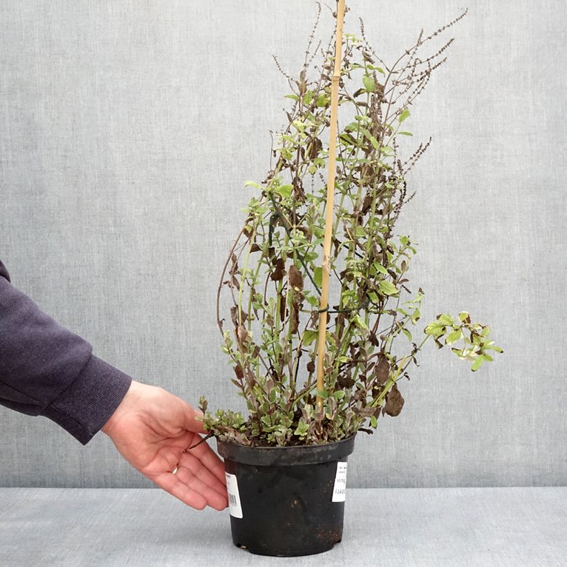 Spécimen de Menthe panachée - Mentha suaveolens Variegata Pot de 2L/3L tel que livré au printemps