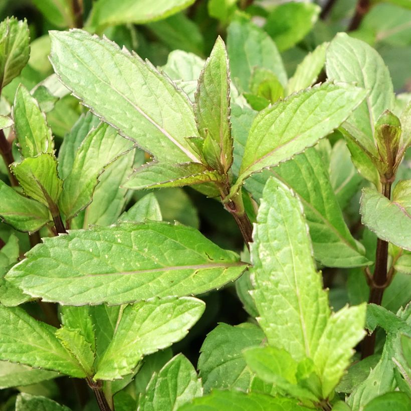 Menthe poivrée - Mentha piperata en plant BIO (Feuillage)