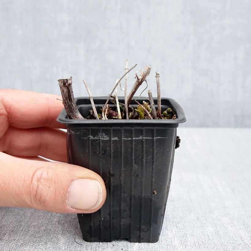 Spécimen de Menthe Romana Rossa BIO - Mentha piperita Godet de 8/9 cm tel que livré au printemps