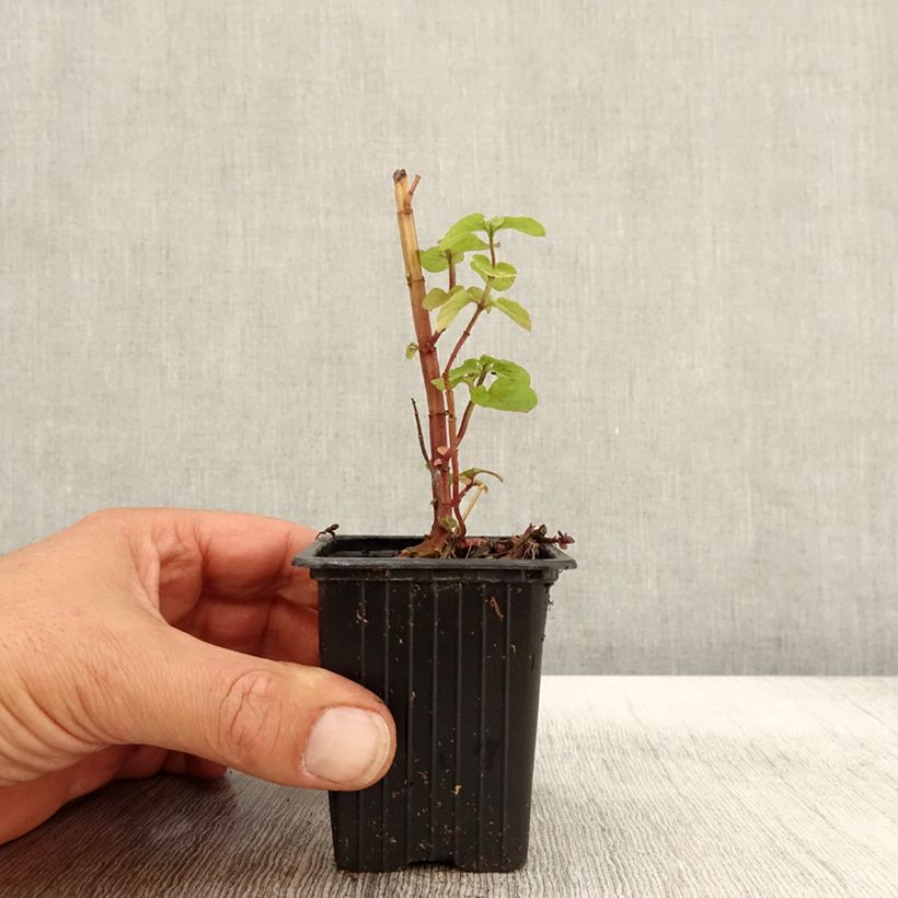 Spécimen de Menthe rotundifolia BIO Godet de 8/9 cm tel que livré en automne