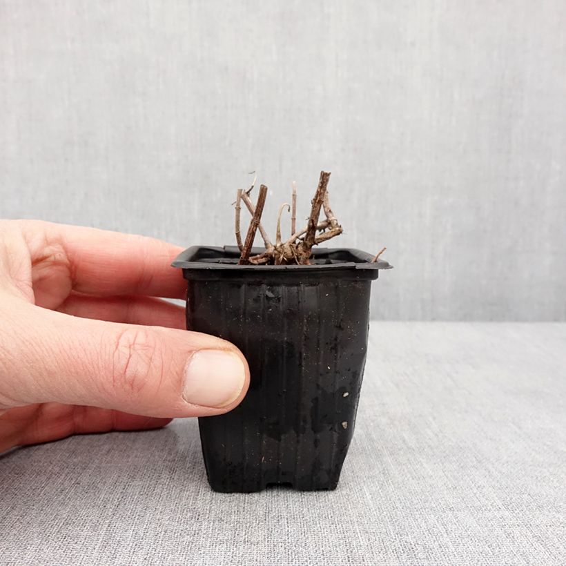 Spécimen de Menthe suriso BIO Godet de 8/9 cm tel que livré en hiver