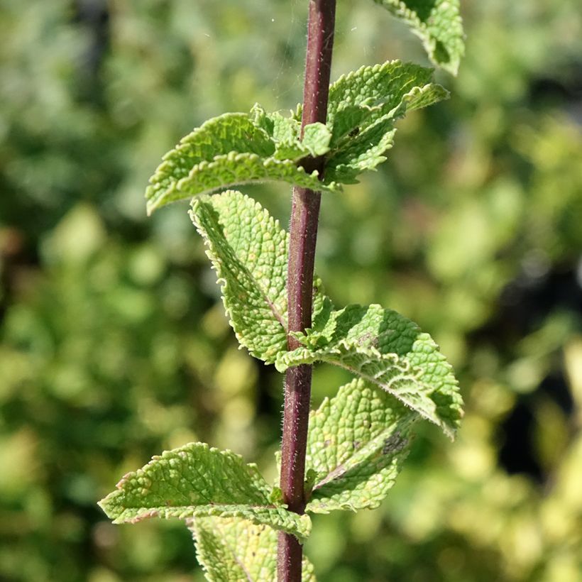 Menthe Tashkent - Mentha spicata BIO (Feuillage)