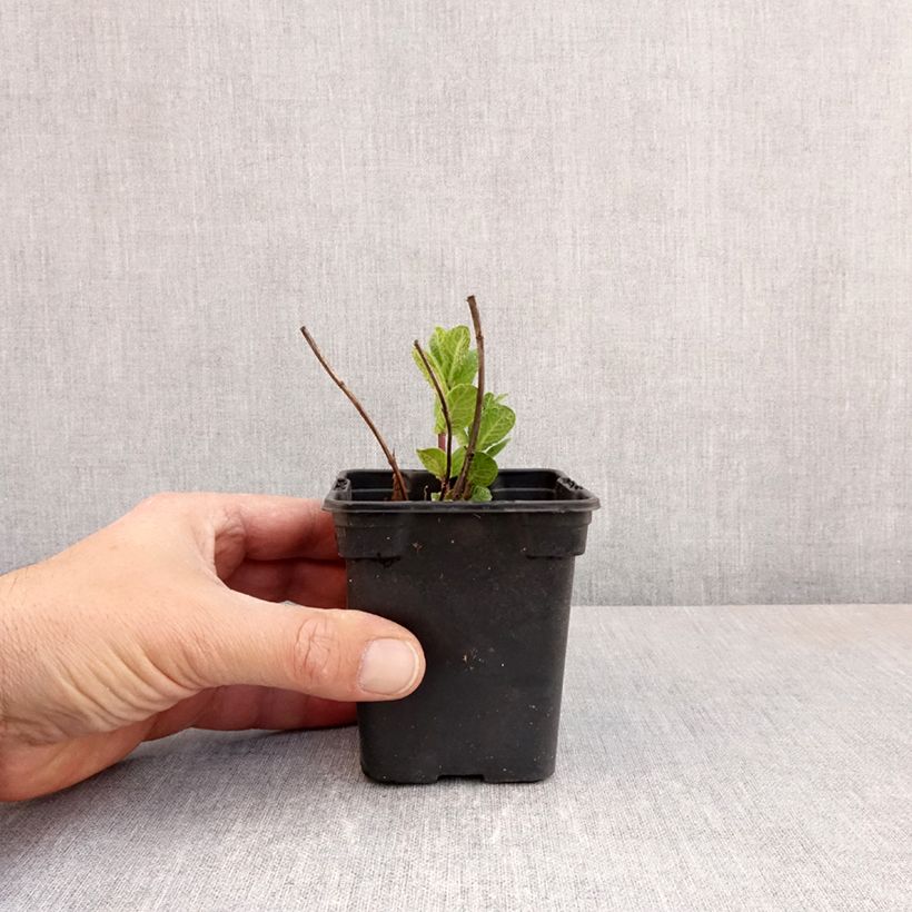 Spécimen de Menthe Tashkent - Mentha spicata BIO Godet de 8/9 cm tel que livré au printemps