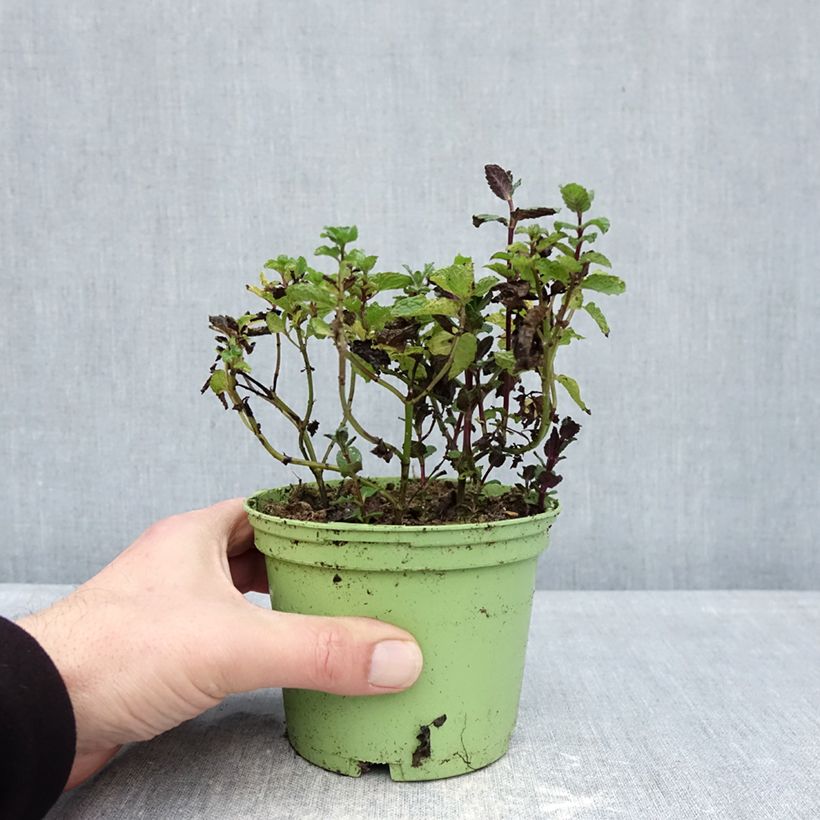 Spécimen de Menthe verte - Mentha spicata en plant BIO Pot de 10 cm/11cm tel que livré en hiver