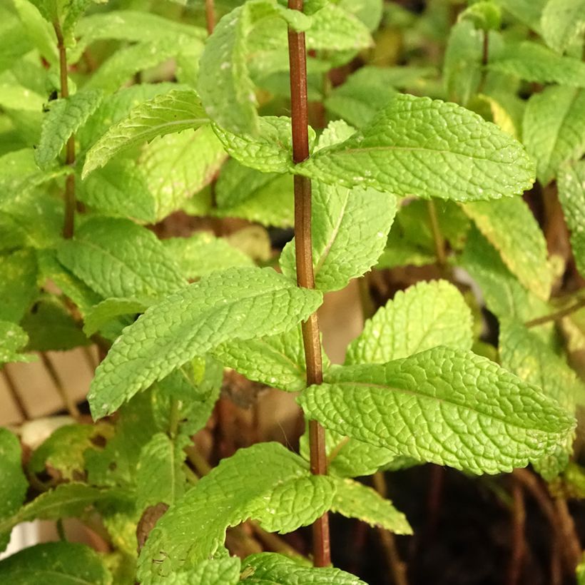 Menthe verte - Mentha spicata en plant BIO (Feuillage)
