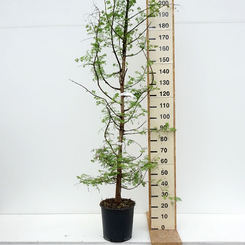 Spécimen de Metasequoia glyptostroboides Pot de 18L/20L tel que livré en été