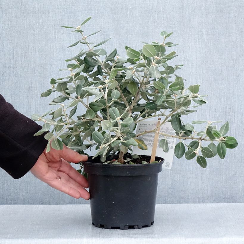 Spécimen de Metrosideros excelsa Aurea - Arbre de Noël de Nouvelle-Zélande Pot de 2L/3L tel que livré au printemps