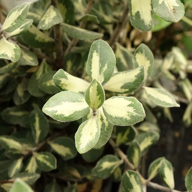 Metrosideros excelsa Aureomarginata ou M. kermadecensis Variegata - Arbre de Noël de Nouvelle-Zélande (Foliage)