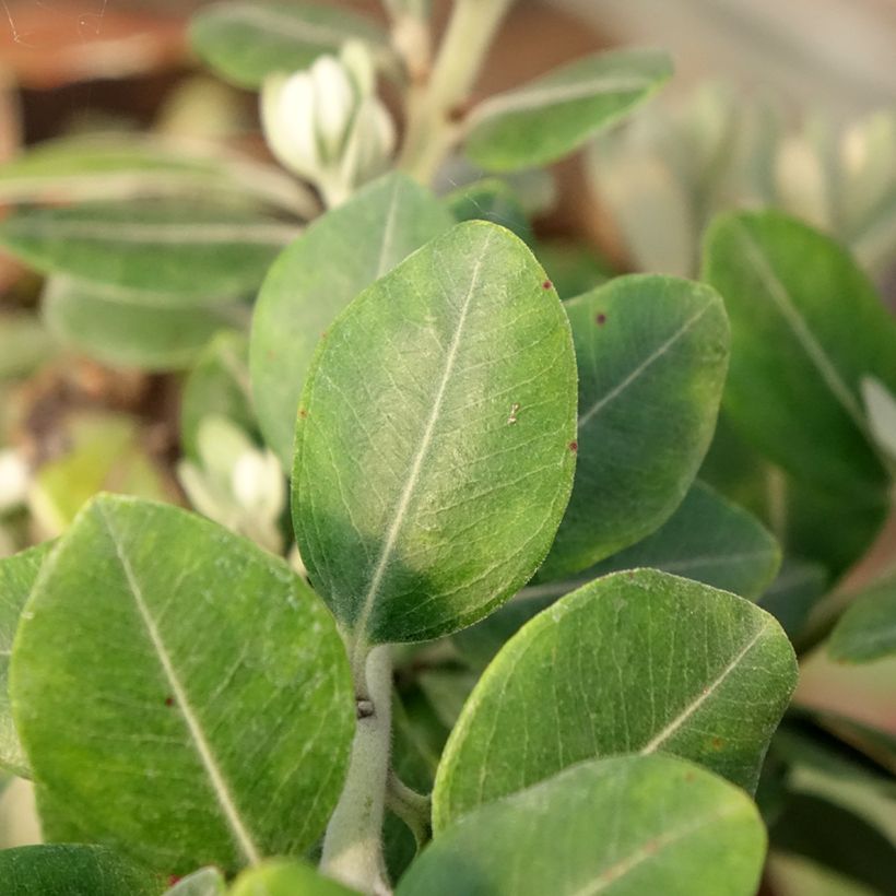 Metrosideros x thomasii (Feuillage)