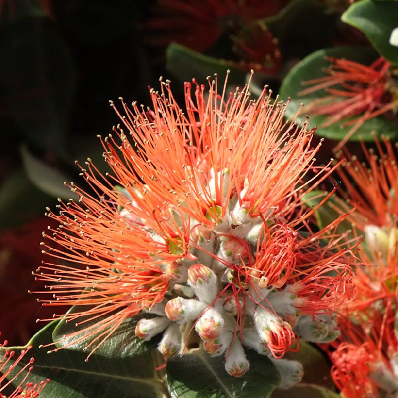 Metrosideros x thomasii (Floraison)