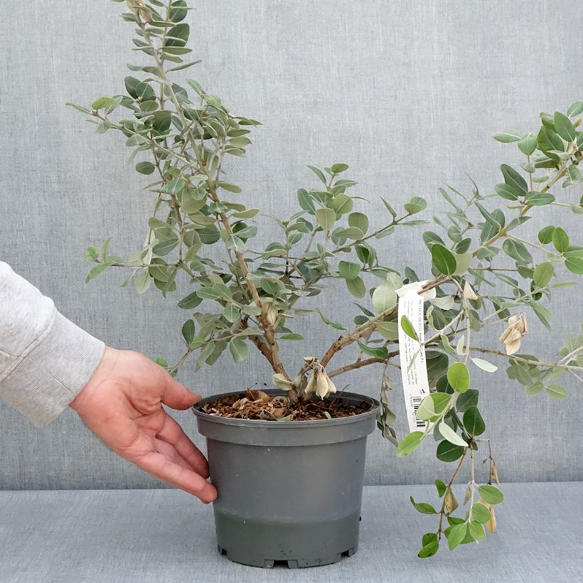 Spécimen de Metrosideros x thomasii Pot de 3L/4L tel que livré au printemps