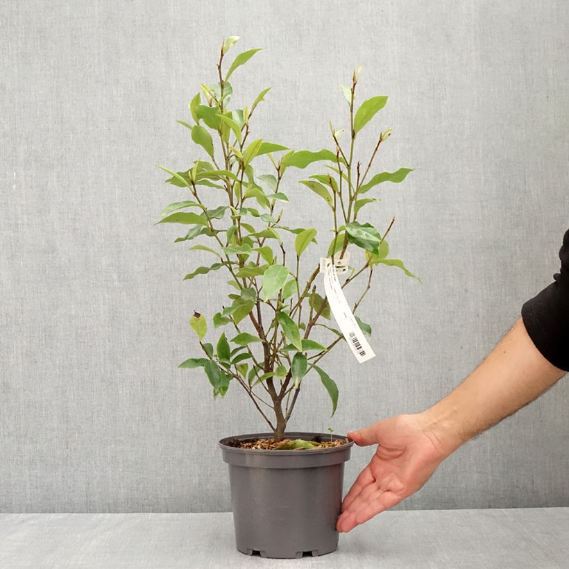 Spécimen de Michelia figo Pot de 2L/3L tel que livré en été