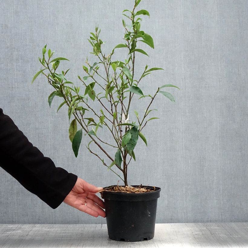 Spécimen de Michelia figo Pot de 2L/3L tel que livré au printemps