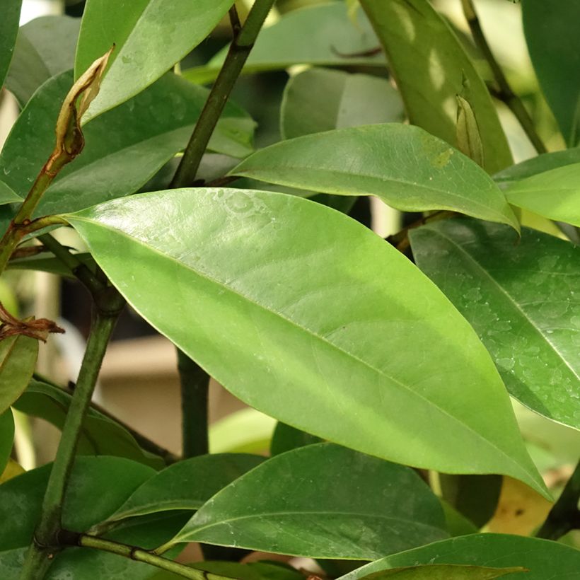 Michelia (x) foggii Allspice - Michelia hybride (Feuillage)