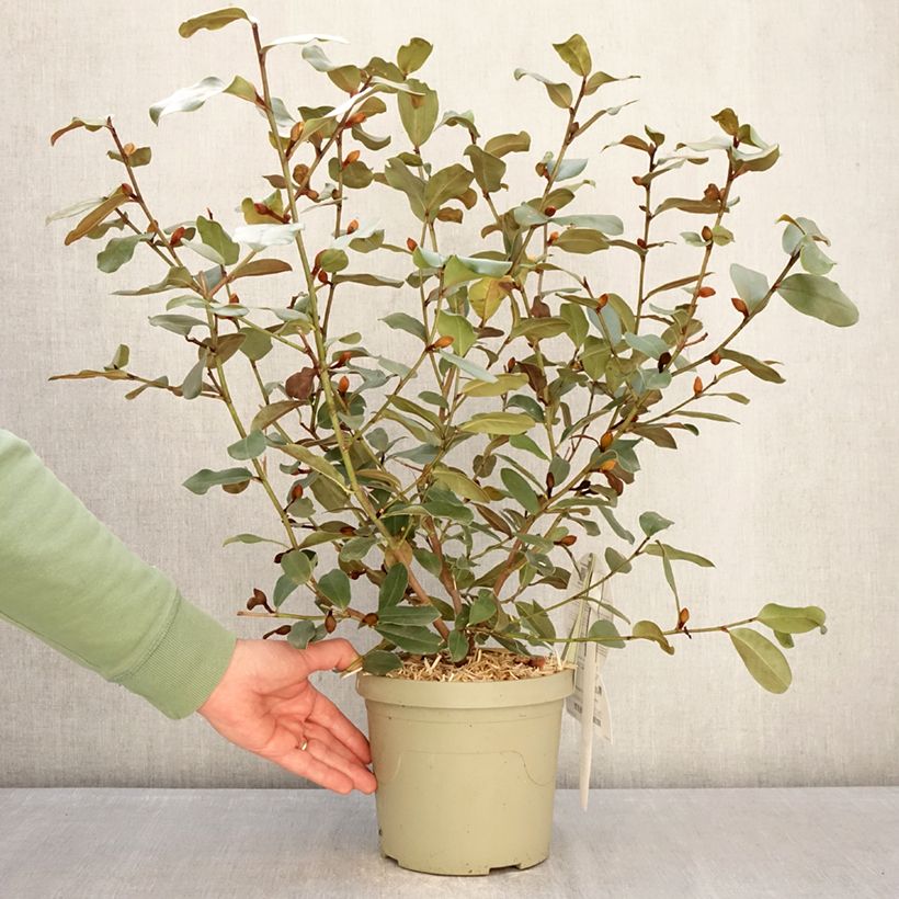 Spécimen de Michelia yunnanensis Gail's Favorite Pot de 4L/5L tel que livré en hiver