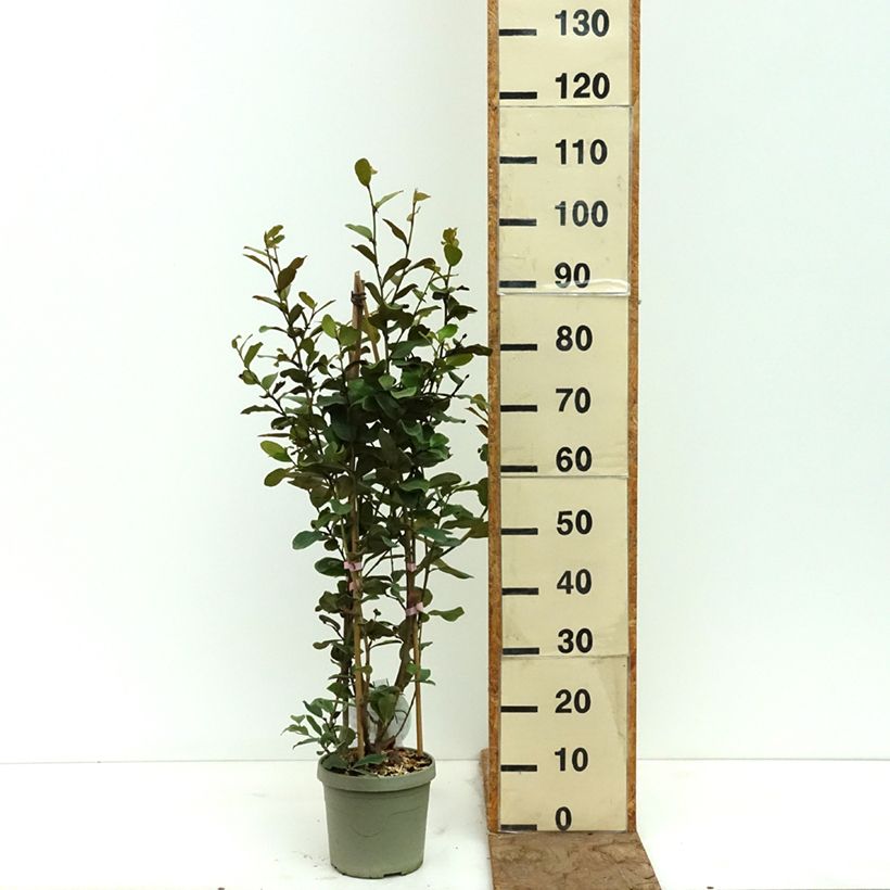 Spécimen de Michelia yunnanensis Gail's Favorite Pot de 4L/5L tel que livré au printemps