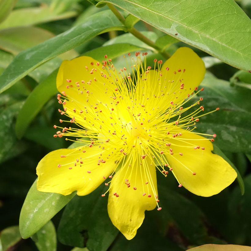Millepertuis - Hypericum calycinum (Floraison)