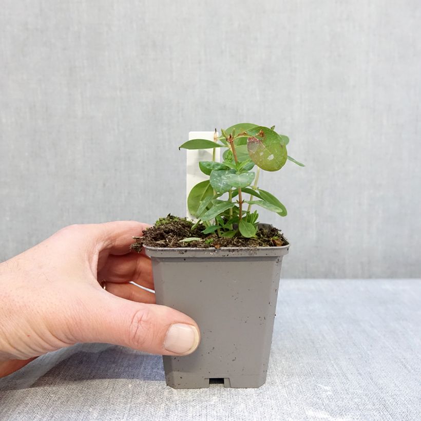 Spécimen de Millepertuis - Hypericum calycinum Godet de 7/8 cm tel que livré en hiver