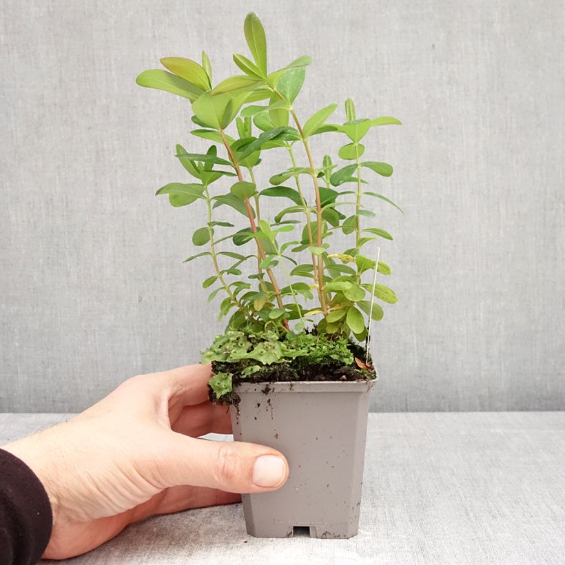 Spécimen de Millepertuis - Hypericum calycinum Godet de 7/8 cm tel que livré au printemps