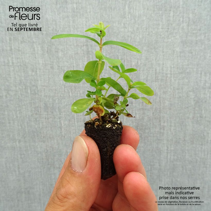 Spécimen de Millepertuis - Hypericum calycinum Mini-motte Ø 1,5/2,5 cm tel que livré en automne