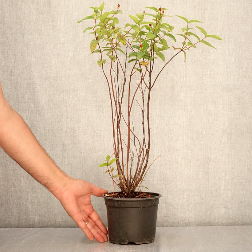 Spécimen de Millepertuis - Hypericum inodorum Elstead Pot de 1,5L/2L tel que livré en été