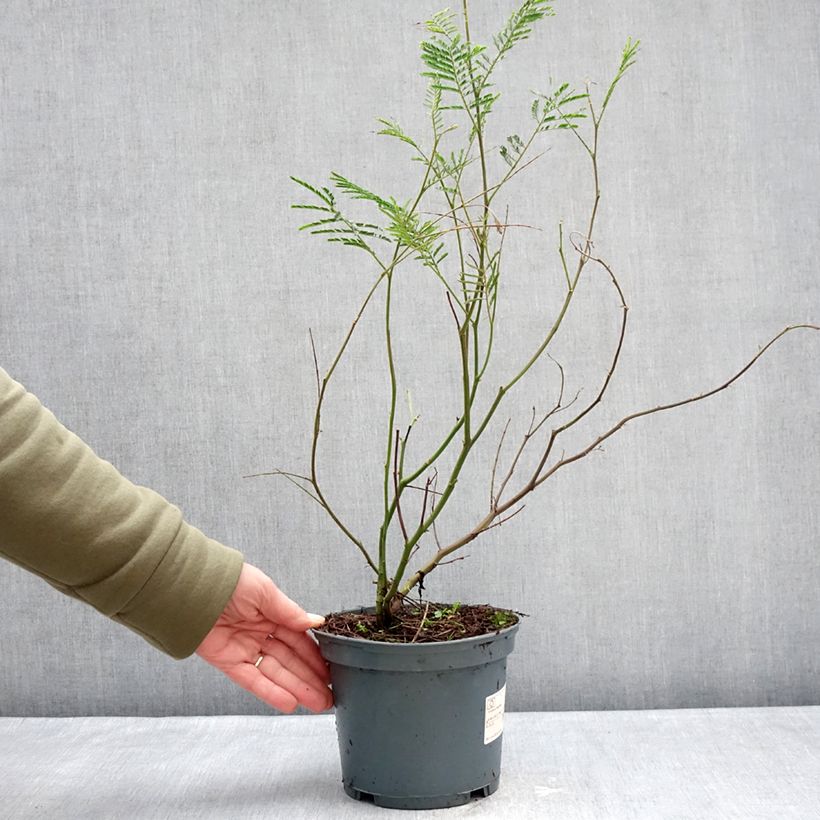 Spécimen de Mimosa - Acacia dealbata Pot de 2L/3L tel que livré en hiver