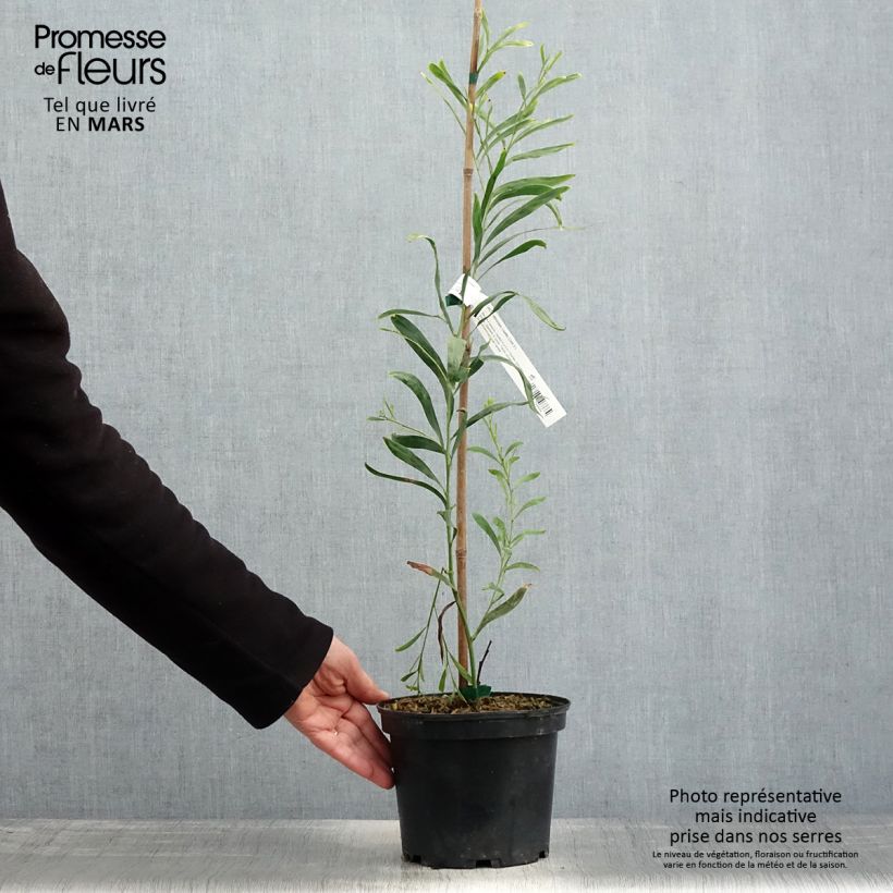 Spécimen de Mimosa des 4 saisons Lisette - Acacia retinodes Pot de 2L/3L tel que livré au printemps