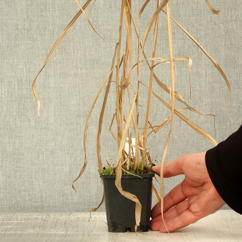 Spécimen de Miscanthus floridulus - Roseau de Chine, Eulalie gigantesque Godet de 8/9 cm tel que livré en automne
