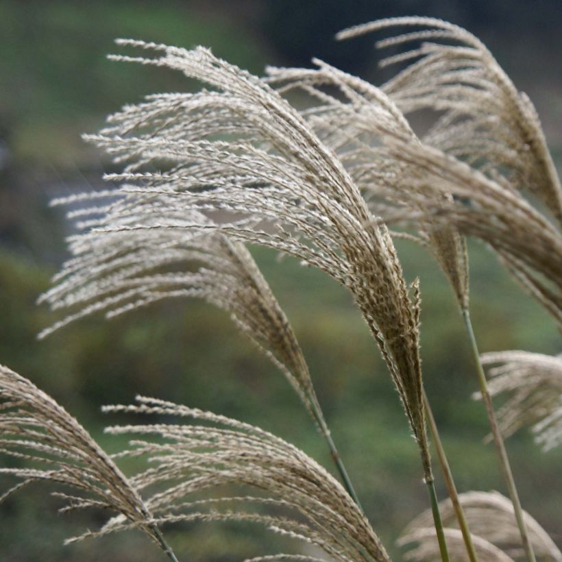 Miscanthus Giganteus - Roseau de Chine géant (Flowering)