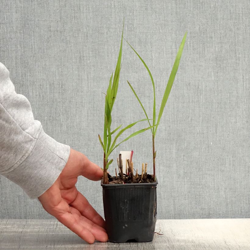 Example of Miscanthus sacchariflorus - Roseau de Chine Godet de 8/9 cm as you get in printemps