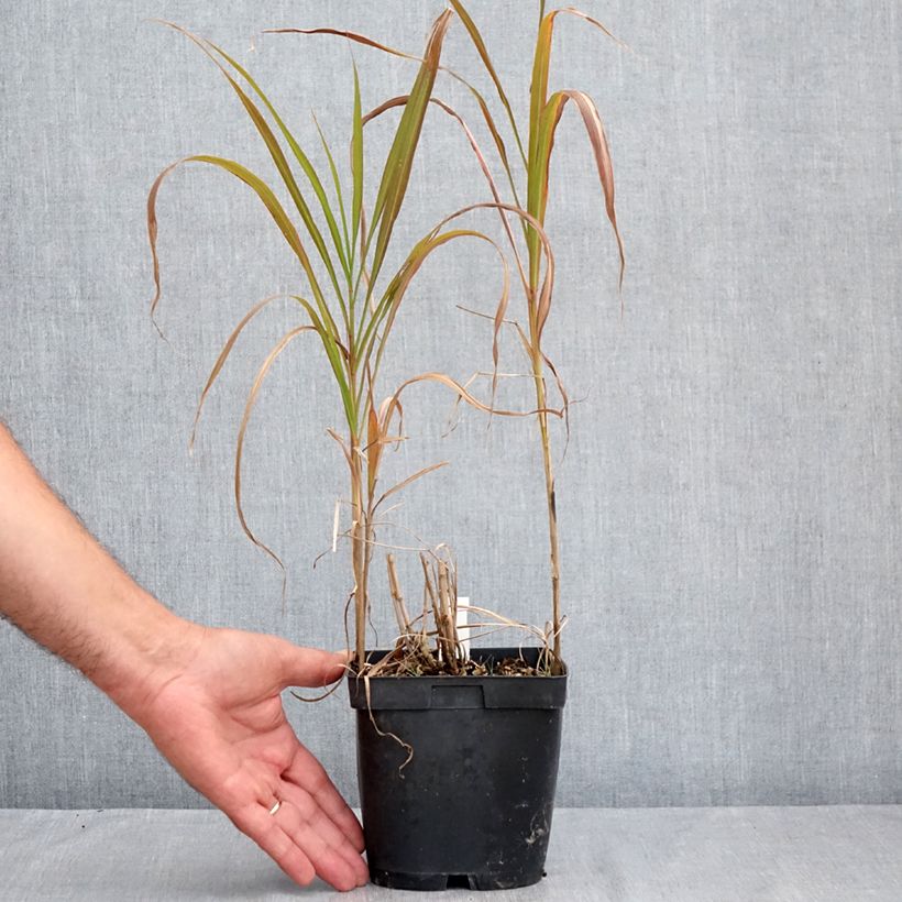 Spécimen de Miscanthus sacchariflorus - Roseau de Chine Pot de 2L/3L tel que livré en été