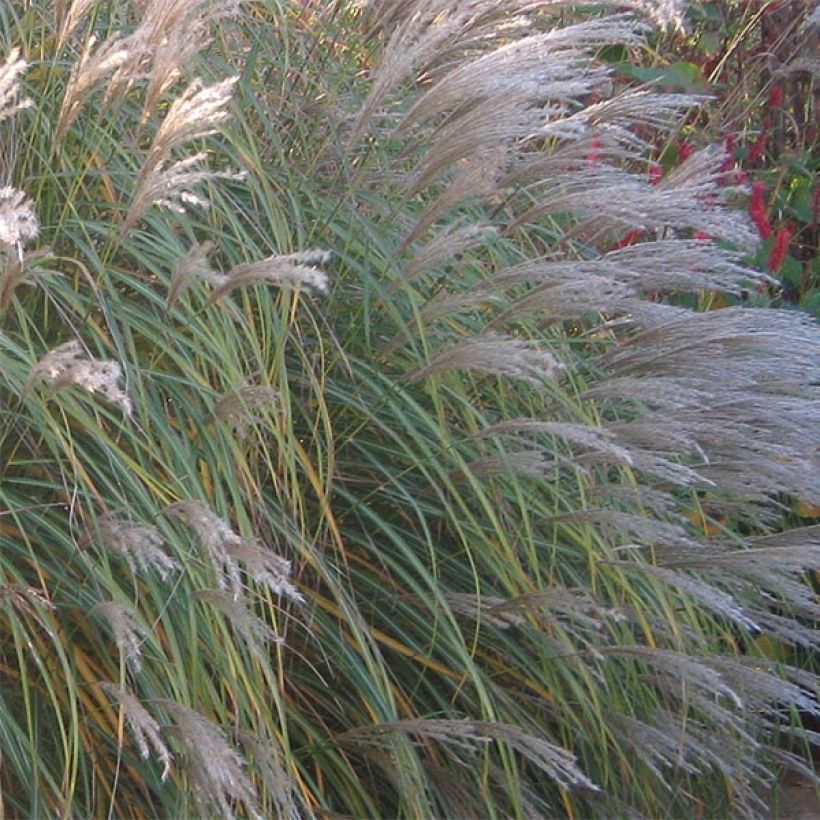 Miscanthus sinensis Adagio - Roseau de Chine (Flowering)