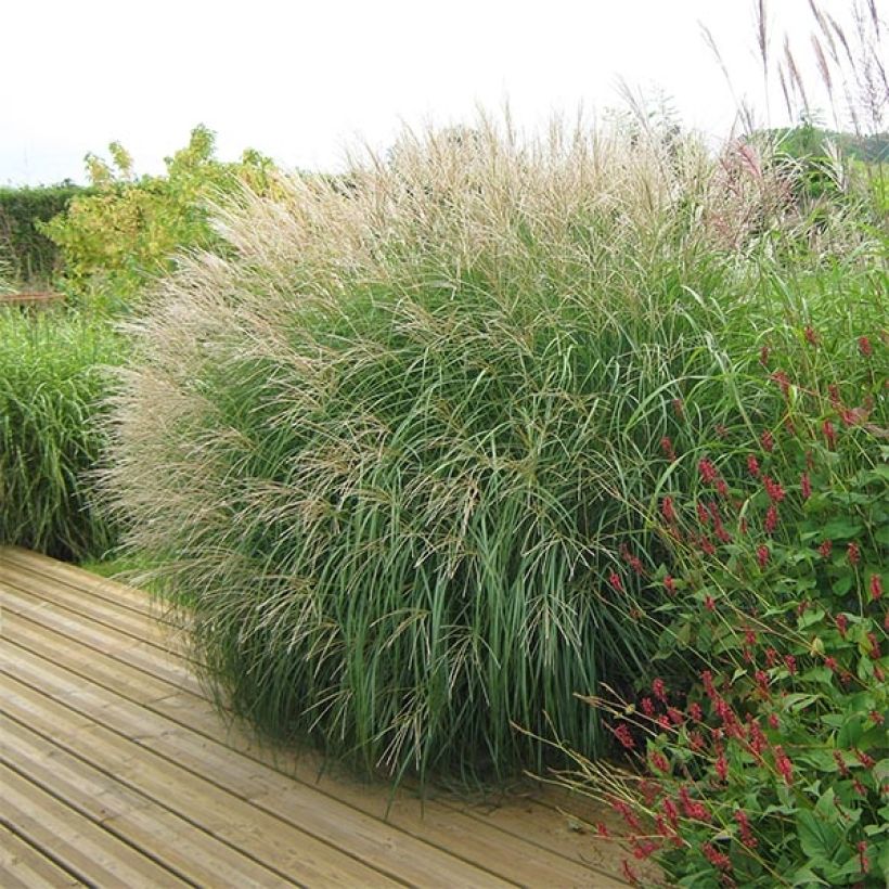 Miscanthus sinensis Adagio - Roseau de Chine (Plant habit)