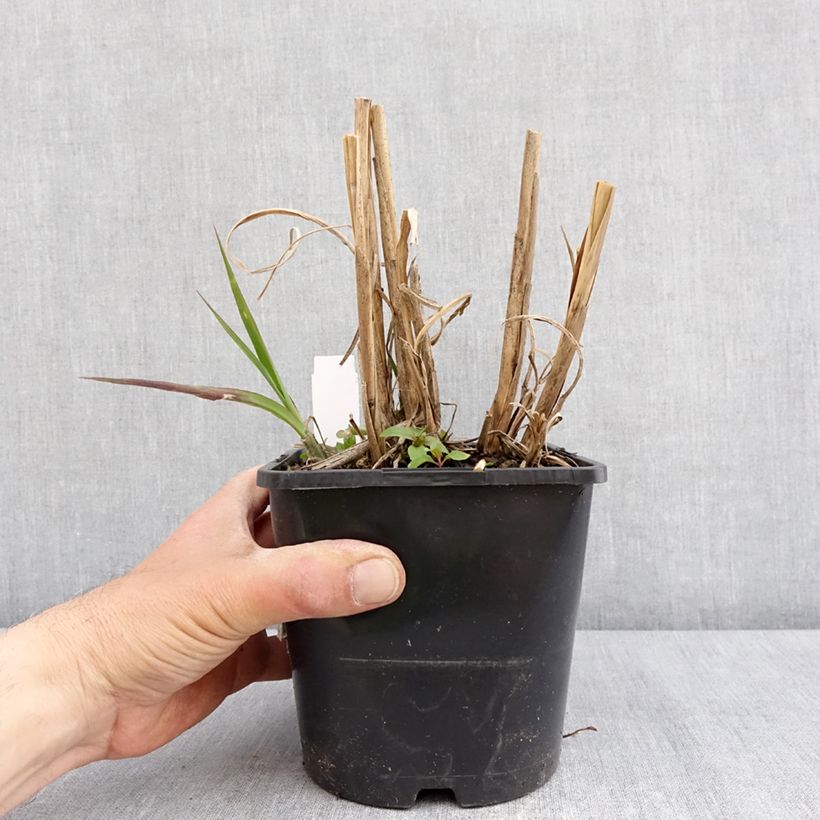 Spécimen de Miscanthus sinensis Boucle - Roseau de Chine Pot de 1,5L/2L tel que livré au printemps