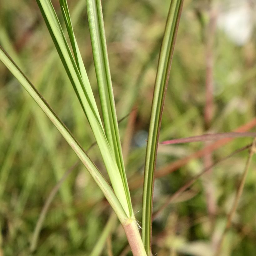 Miscanthus sinensis China - Eulalie - Roseau de Chine (Feuillage)