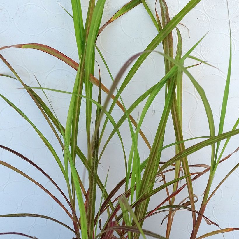 Miscanthus sinensis Dronning Ingrid - Roseau de Chine (Foliage)
