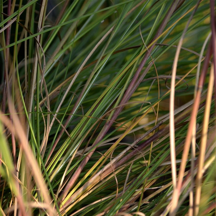 Miscanthus sinensis Gracillimus - Eulalie  (Foliage)